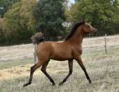 Poulain Arabe grande taille 