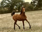 Poulain Arabe grande taille 