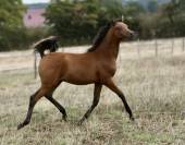 Poulain Arabe grande taille 
