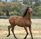 Poulain Arabe grande taille 
