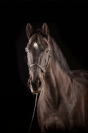 Cheval &agrave; vendre 