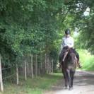 KALA - Quarter Horse Grullo