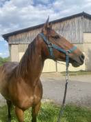 Amoureuse jument 5ans- Sommerabend (GB)* Soul city(IRE)