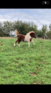 Poney type shetland 