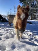 Poney type shetland 
