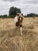 Poney type shetland 