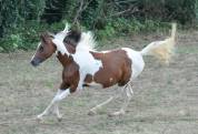 poulain pur sang arabe origine course