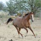 poulain pur sang arabe origine course