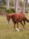A VENDRE EN ALSACE / INFERNO SIXTY SIX FILLY
