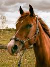 A VENDRE EN ALSACE / INFERNO SIXTY SIX FILLY