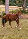 A VENDRE EN ALSACE / INFERNO SIXTY SIX FILLY