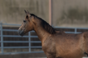 Ezor, un jeune cheval confiant, proche de l&rsquo;humain