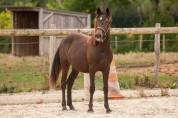 Poney isabelle hongre New forest taille D 