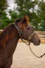 Poney isabelle hongre New forest taille D 