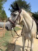 Jument-onc-8 ans sport/loisir