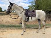 Jument-onc-8 ans sport/loisir