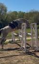 Jument-onc-8 ans sport/loisir