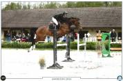 Vente jument baie de 10 ans, Belgian Warmblood