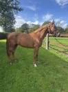 Jument CSO HUNTER 5 ans 1m70