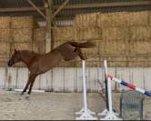 Jument CSO HUNTER 5 ans 1m70