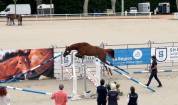 Belle Jument sport SF &ndash; 11 ans &ndash; Poulini&egrave;re