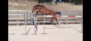 Belle Jument sport SF &ndash; 11 ans &ndash; Poulini&egrave;re