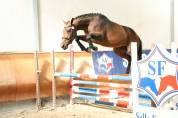 Belle Jument sport SF &ndash; 11 ans &ndash; Poulini&egrave;re