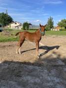 Belle Jument sport SF &ndash; 11 ans &ndash; Poulini&egrave;re