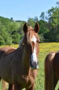 Top ponette de loisirs