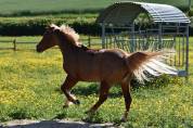 Top ponette de loisirs
