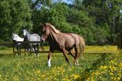 Top ponette de loisirs