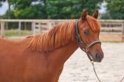 Merrie New Forest Te koop 2025 Vos ,  L'ancelot du m&eacute;nage