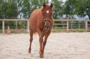 Merrie New Forest Te koop 2025 Vos ,  L'ancelot du m&eacute;nage