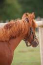 Merrie New Forest Te koop 2025 Vos ,  L'ancelot du m&eacute;nage