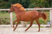 Merrie New Forest Te koop 2025 Vos ,  L'ancelot du m&eacute;nage