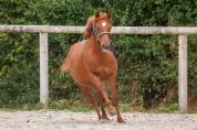 Merrie New Forest Te koop 2025 Vos ,  L'ancelot du m&eacute;nage