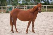 Merrie New Forest Te koop 2025 Vos ,  L'ancelot du m&eacute;nage