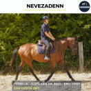 Yegua AQPS En venta 2023 Bayo