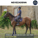Yegua AQPS En venta 2023 Bayo