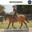 Yegua AQPS En venta 2023 Bayo