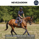 Yegua AQPS En venta 2023 Bayo