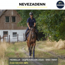Yegua AQPS En venta 2023 Bayo