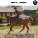 Yegua AQPS En venta 2023 Bayo
