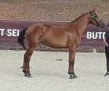 Belle Poulini&egrave;re SF confirm&eacute;e