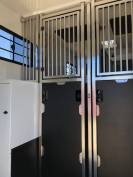Furgoneta para caballos Trans Box Svelto 10 2026 Nuevo