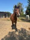 Vendo Pony