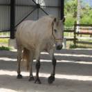 Hongre Cruzado Lusitanien 11 ans