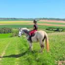 Hongre Cruzado Lusitanien 11 ans