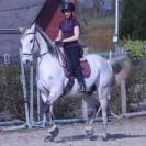 Hongre Cruzado Lusitanien 11 ans