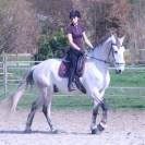 Hongre Cruzado Lusitanien 11 ans
